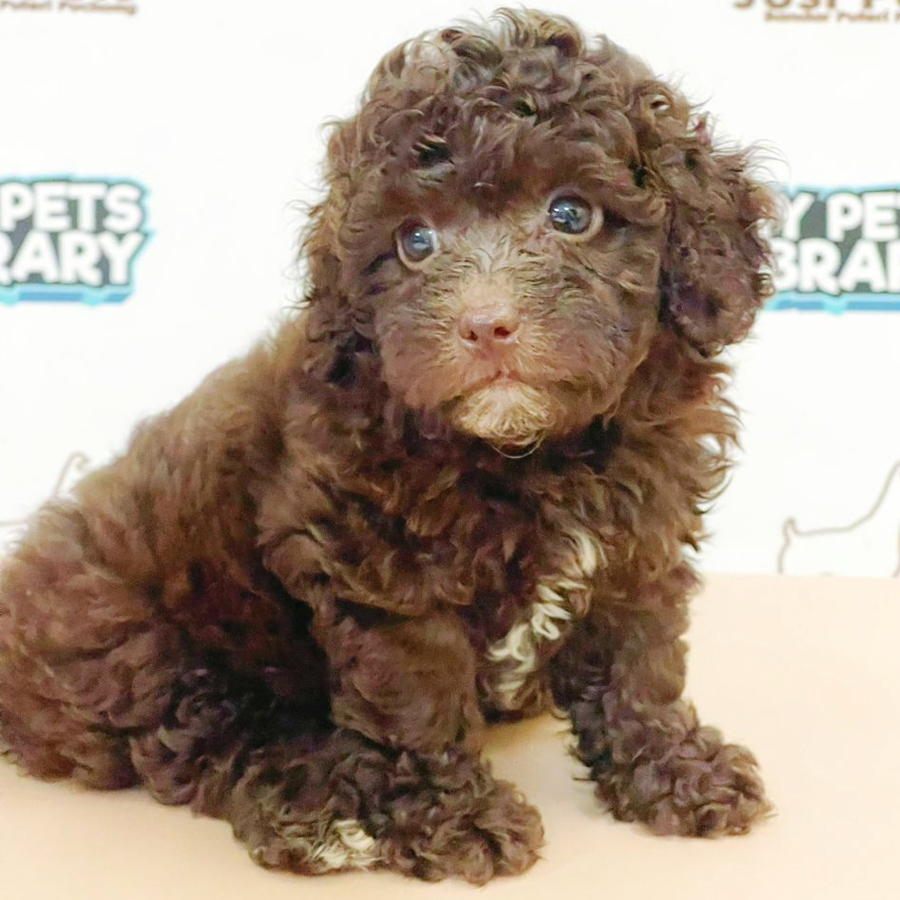 Toy Poodle Puppy (Female) For Sale