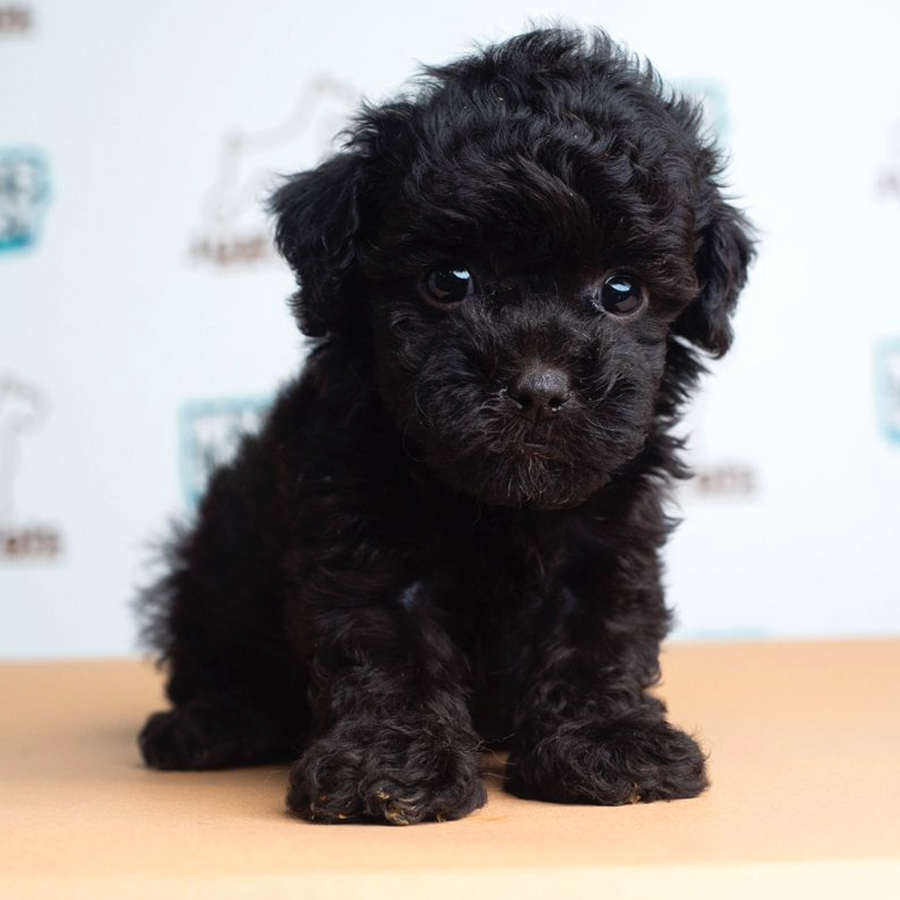 Toy Poodle Puppy (Female) For Sale