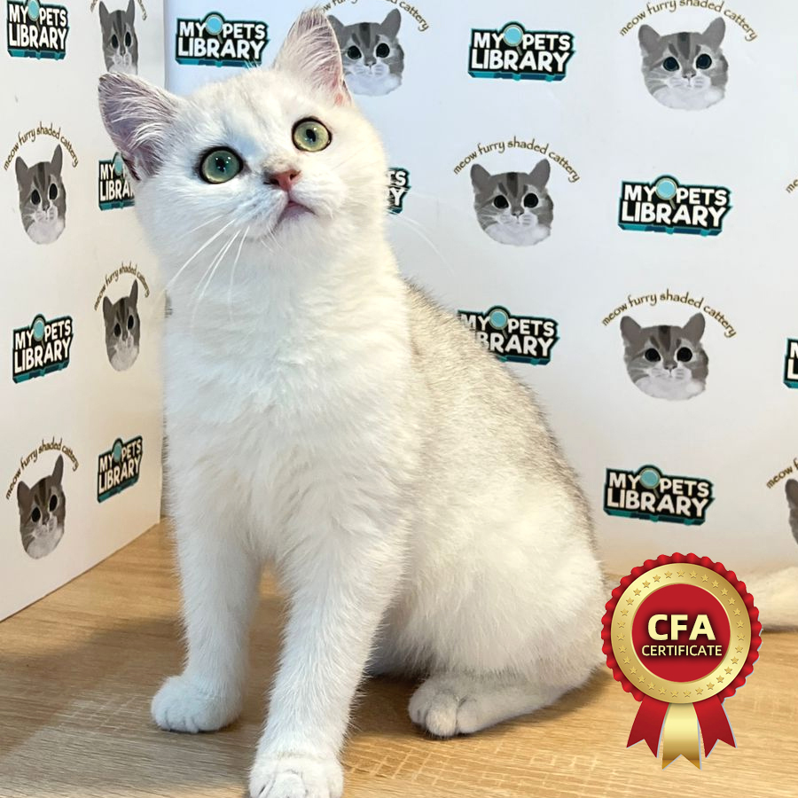 CFA British Shorthair Kitten (Female) For Sale
