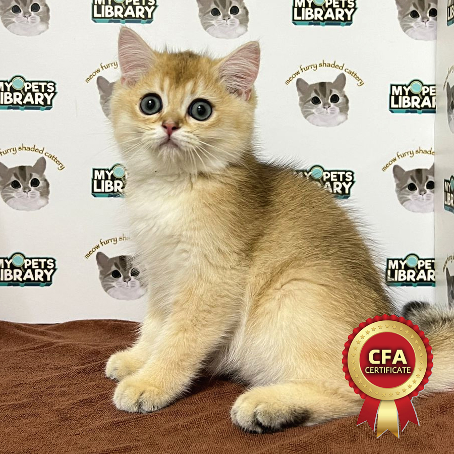 CFA British Shorthair Kitten (Male) For Sale