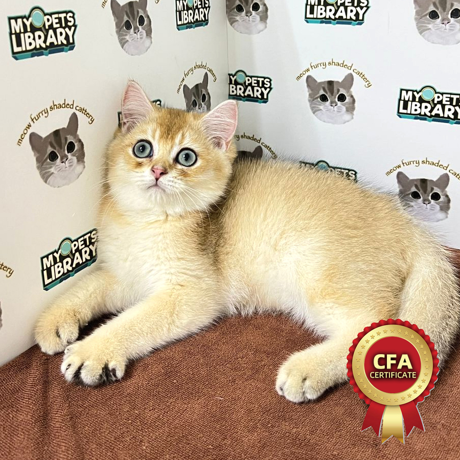 CFA British Shorthair Kitten (Male) For Sale