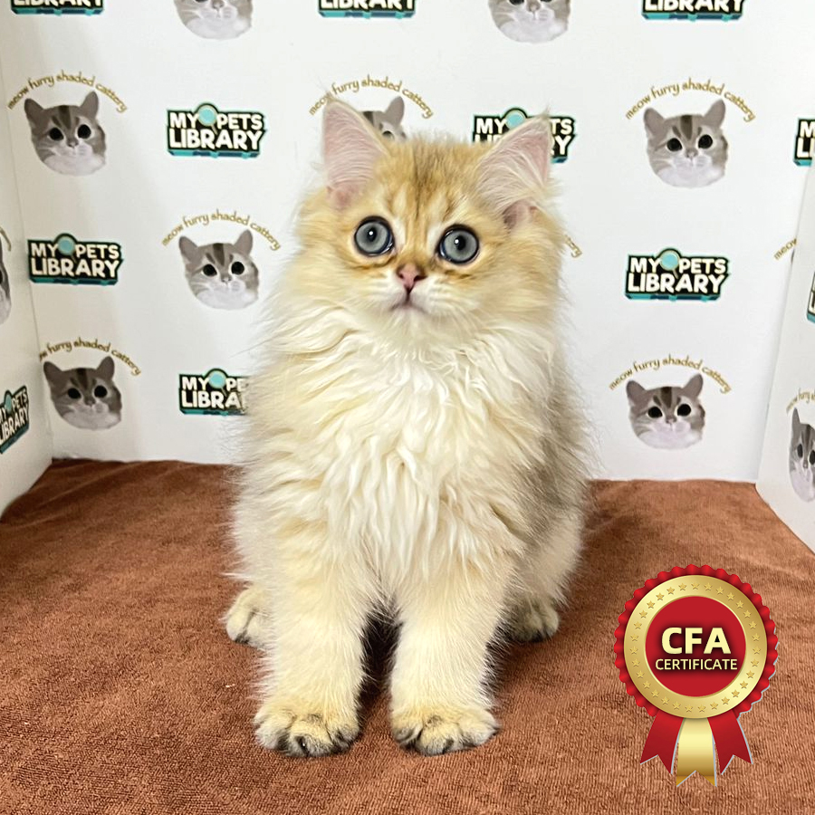 CFA British Longhair Kitten (Male) For Sale