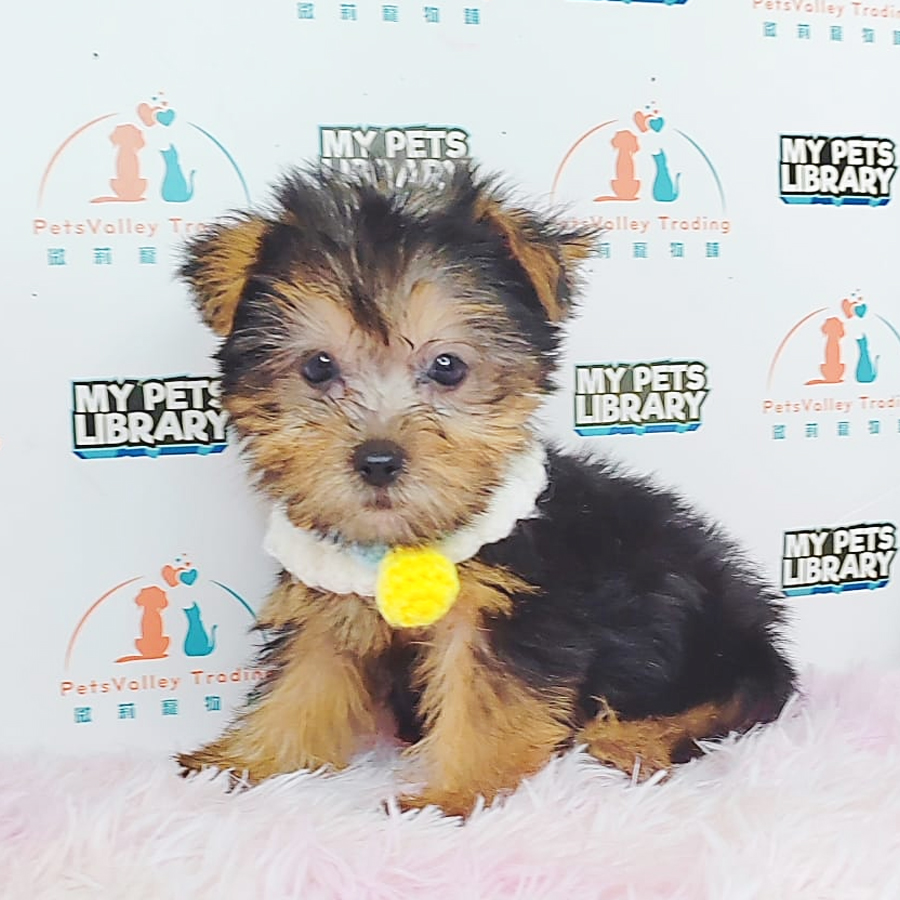 Yorkshire Terrier Puppy (Male) For Sale
