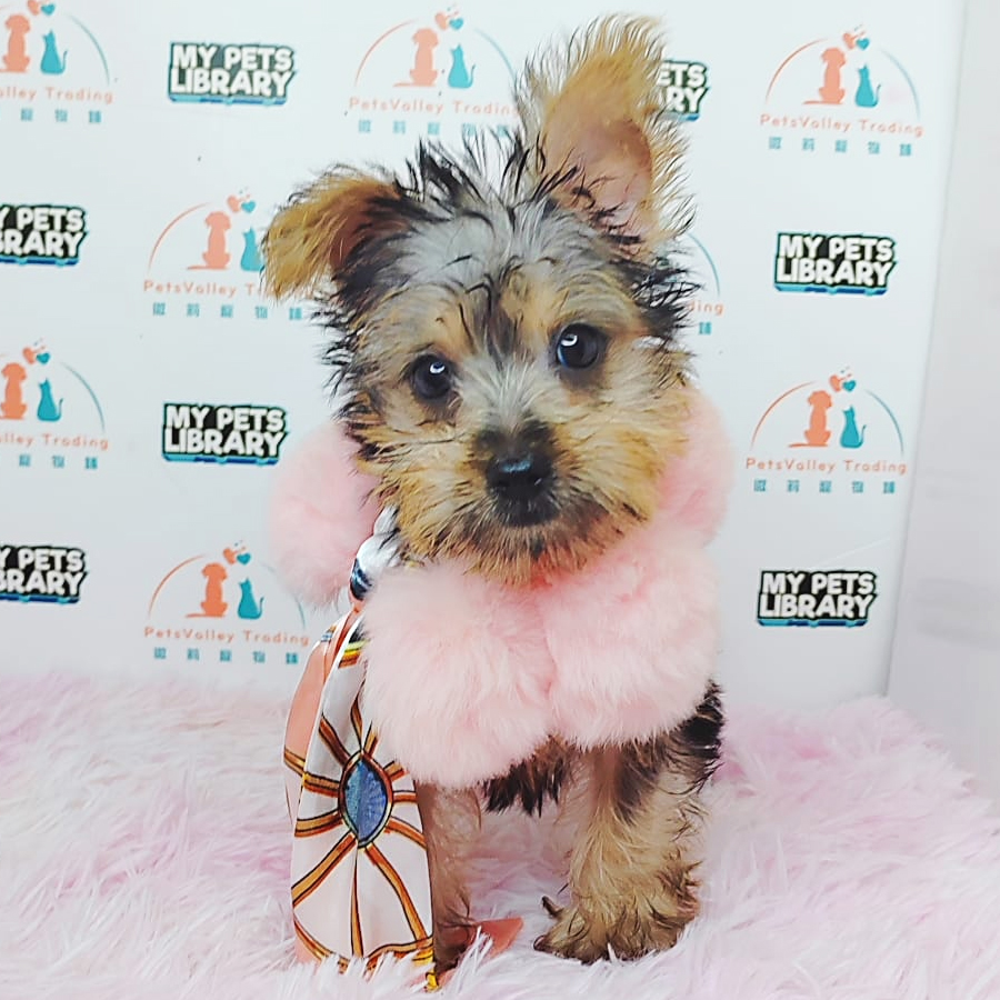 Yorkshire Terrier Puppy (Male) For Sale