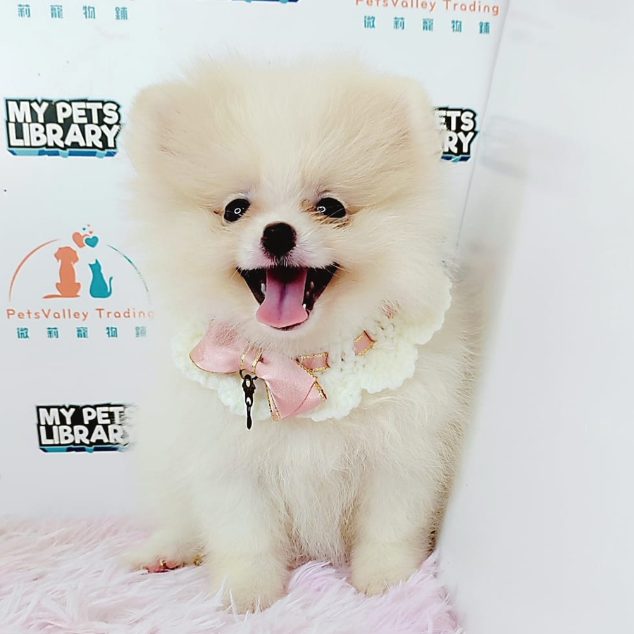 Tiny Pomeranian Puppy (Female) For Sale