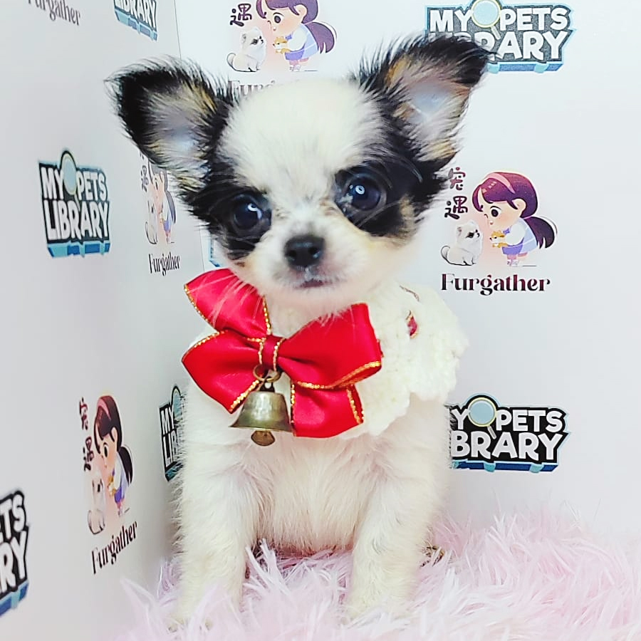 Teacup Chihuahua Puppy (Male) For Sale