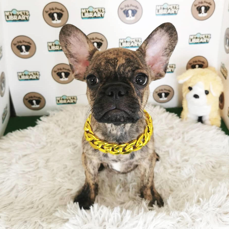 French Bulldog Puppy (Male) For Sale