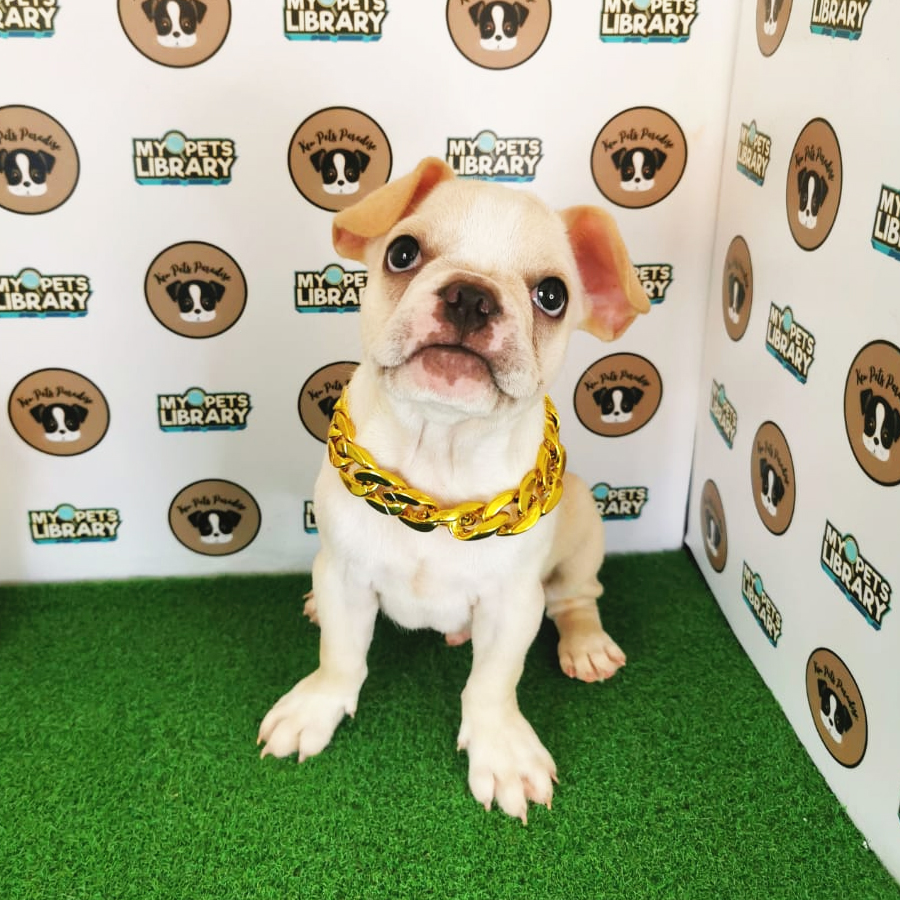 French Bulldog Puppy (Male) For Sale