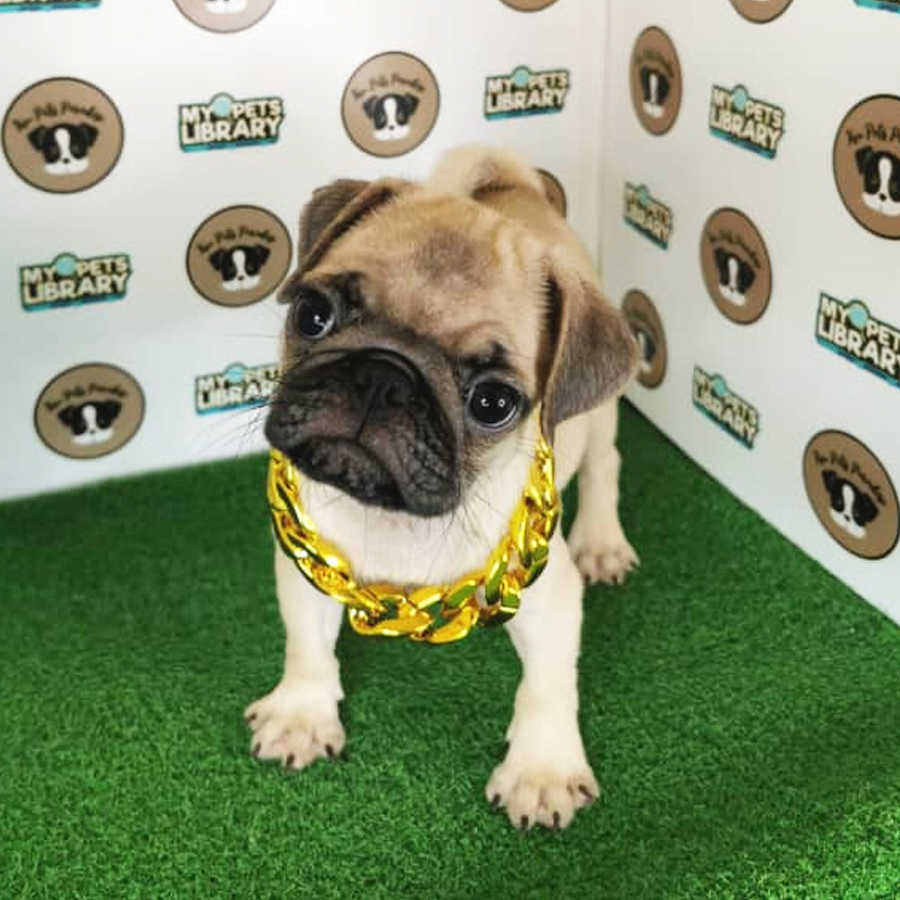 Pug Puppy (Female) For Sale