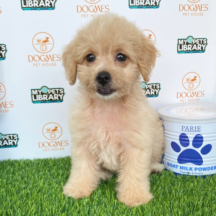 Toy Poodle Puppy (Male) For Sale