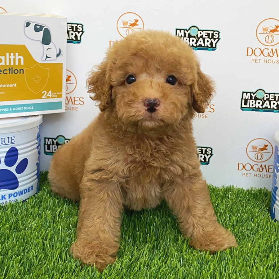Toy Poodle Puppy (Male) For Sale