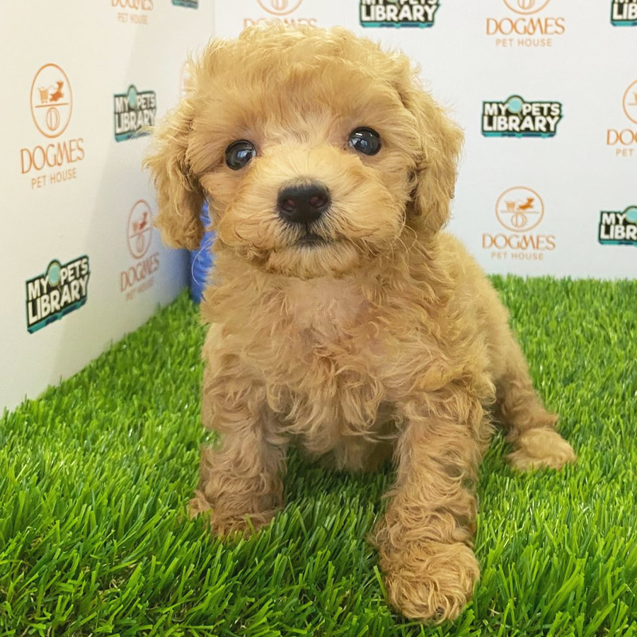 Toy Poodle Puppy (Female) For Sale