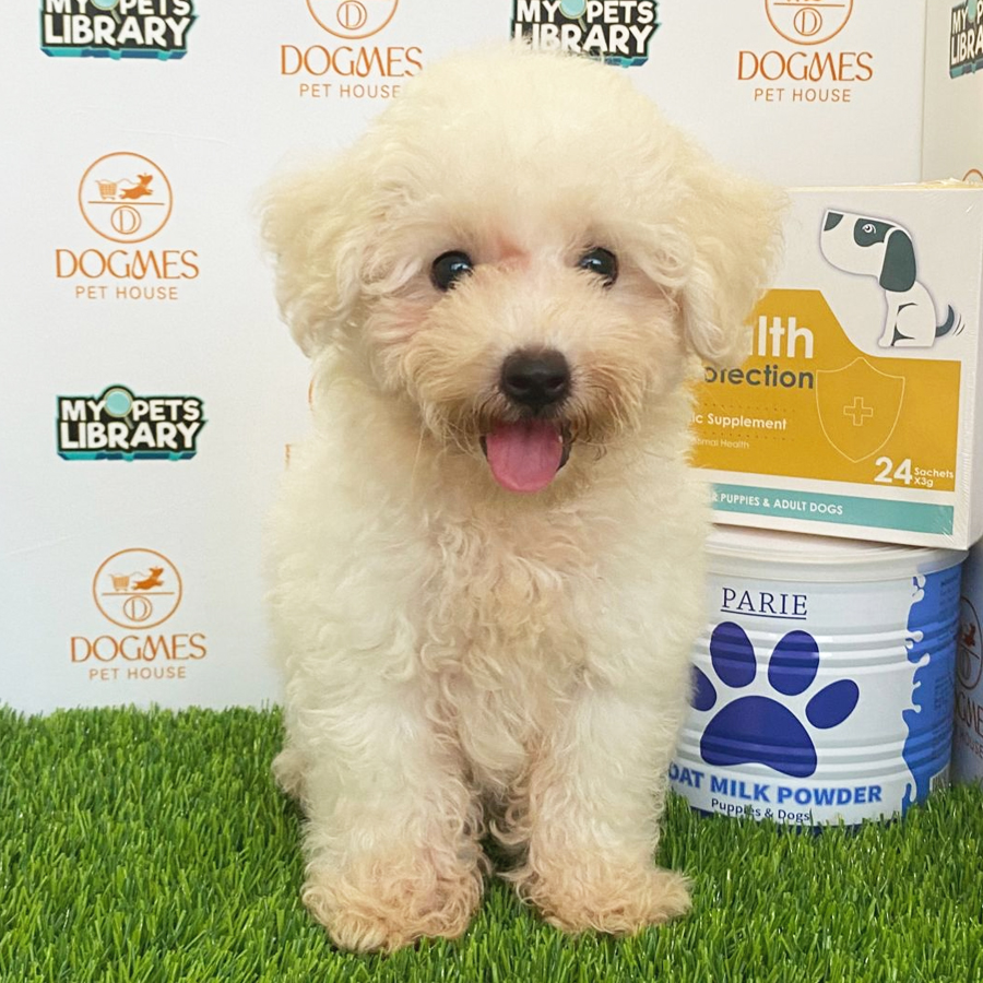 Toy Poodle Puppy (Male) For Sale