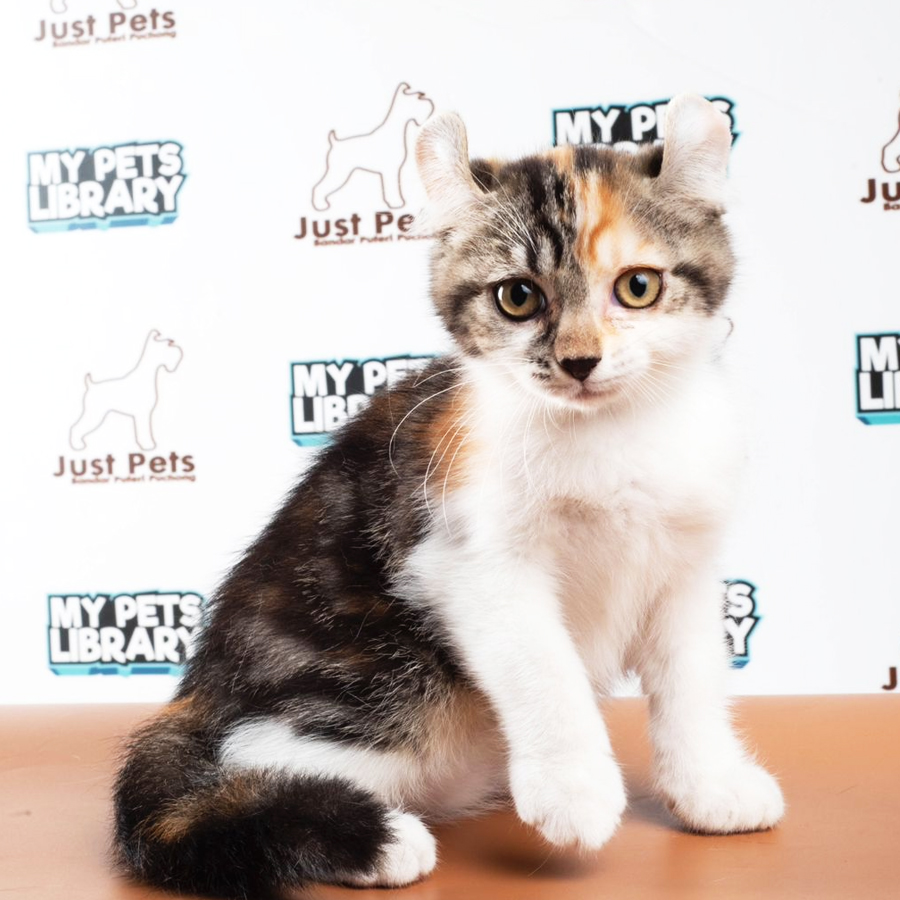 American Shorthair Kitten (Female) For Sale