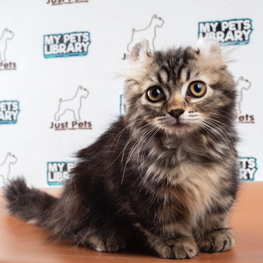 Kinkalow Kitten (Female) For Sale