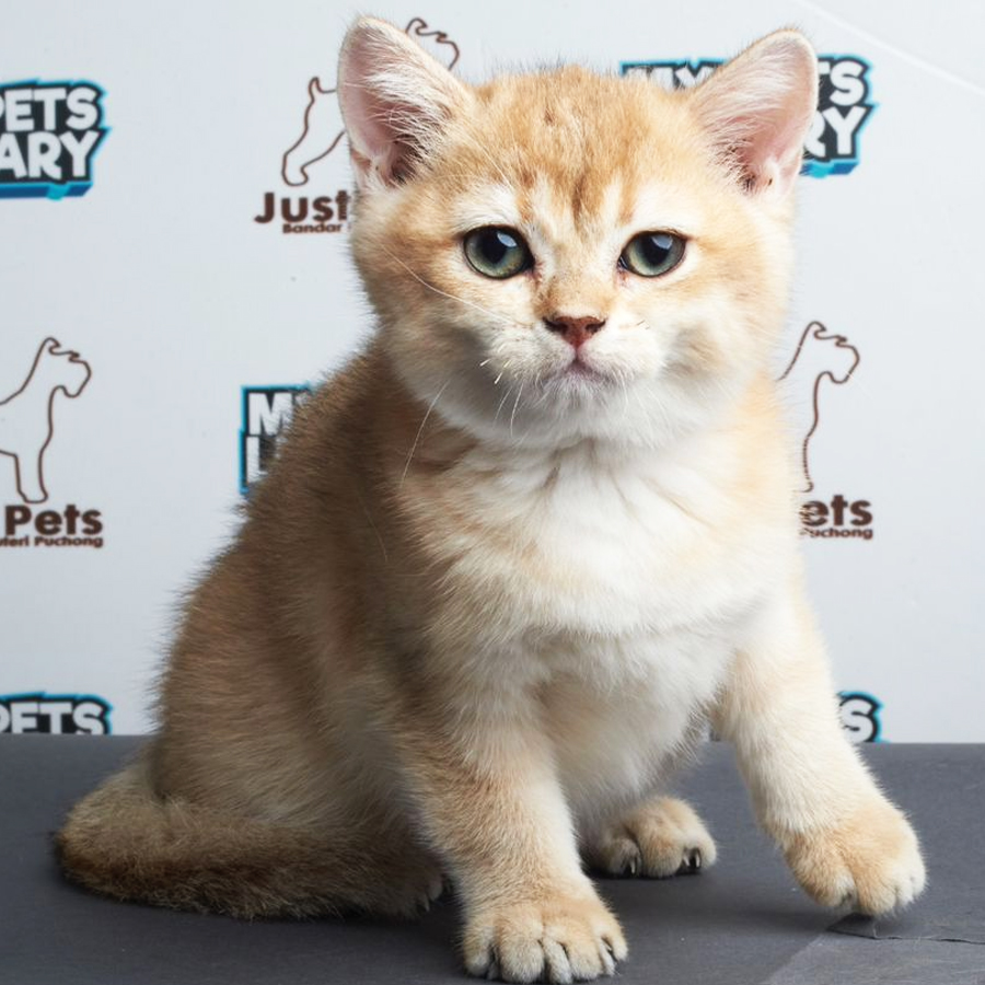 British Shorthair Kitten (Female) For Sale