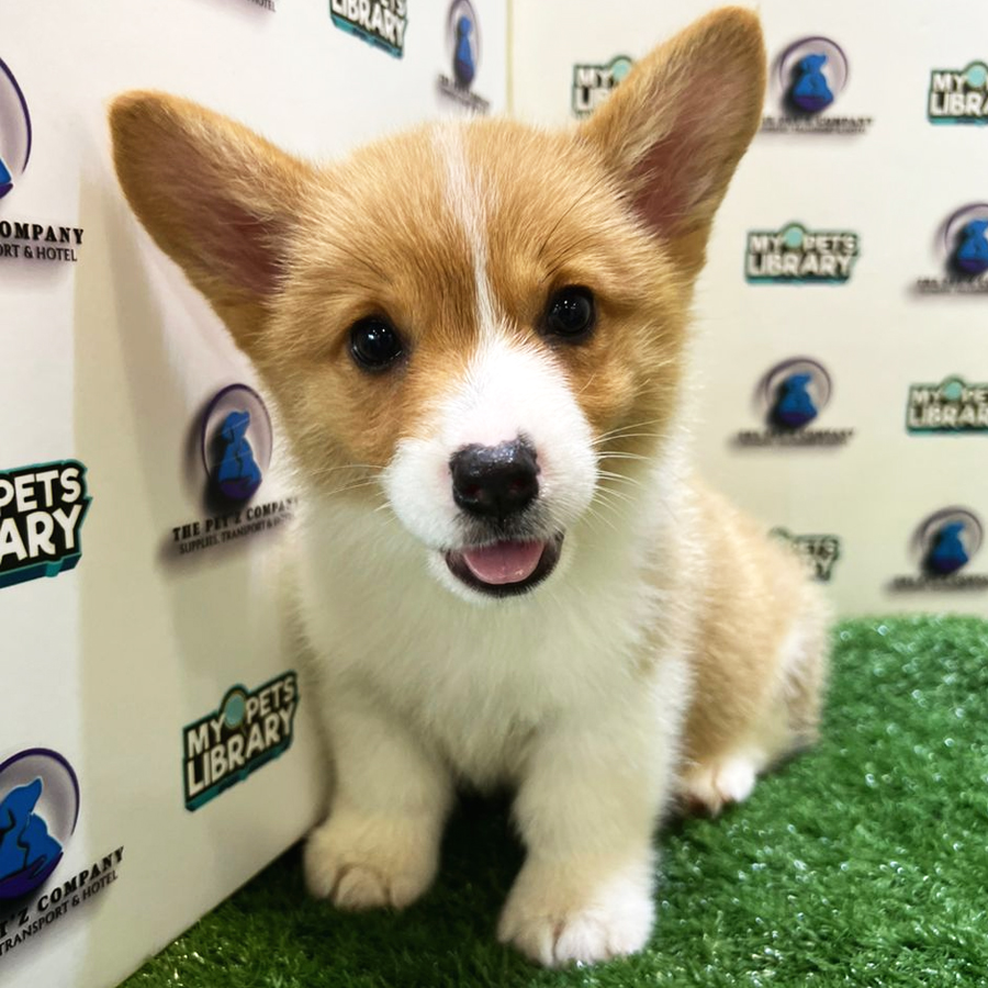 Welsh Corgi Puppy (Female) For Sale