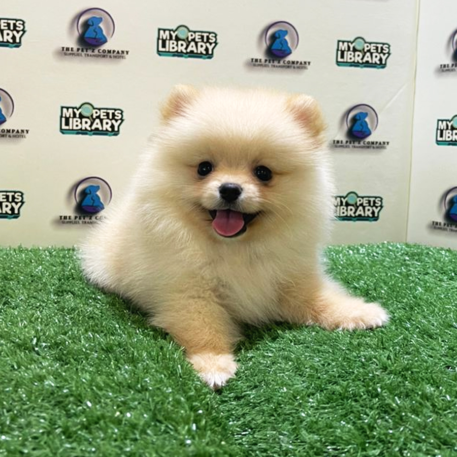 Pomeranian Puppy (Female) For Sale