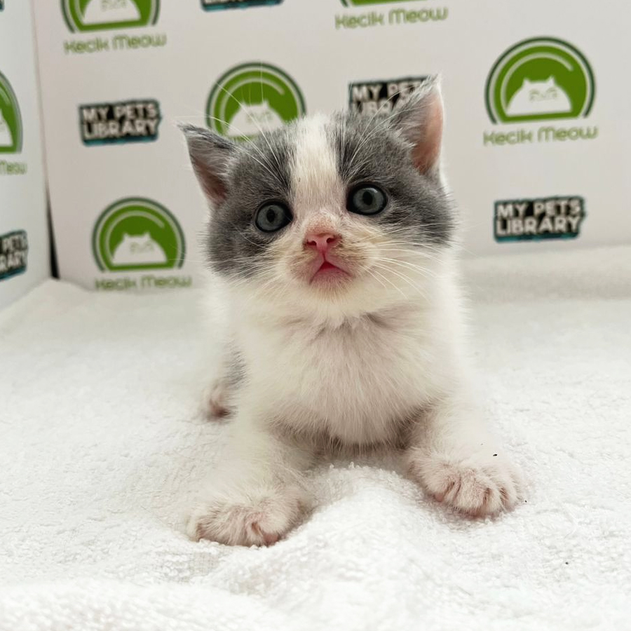 British Shorthair Kitten (Male) For Sale