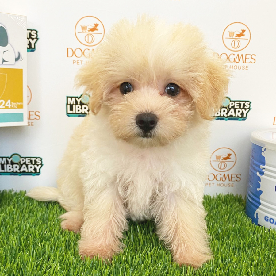 Maltipoo Puppy (Female) For Sale