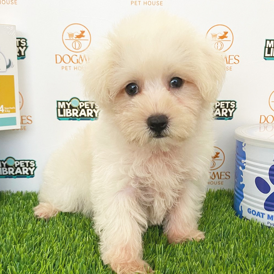 Maltipoo Puppy (Male) For Sale