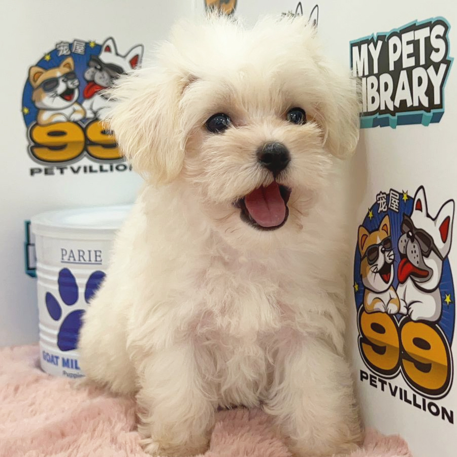 Maltipoo Puppy (Female) For Sale