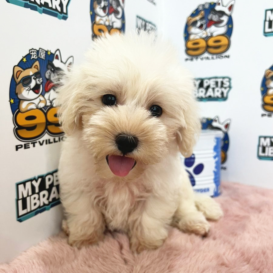 Maltipoo Puppy (Male) For Sale