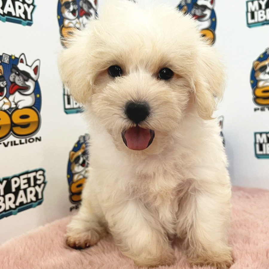 Maltipoo Puppy (Male) For Sale