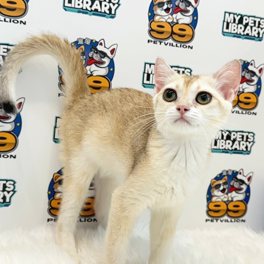 British Shorthair Kitten (Female) For Sale