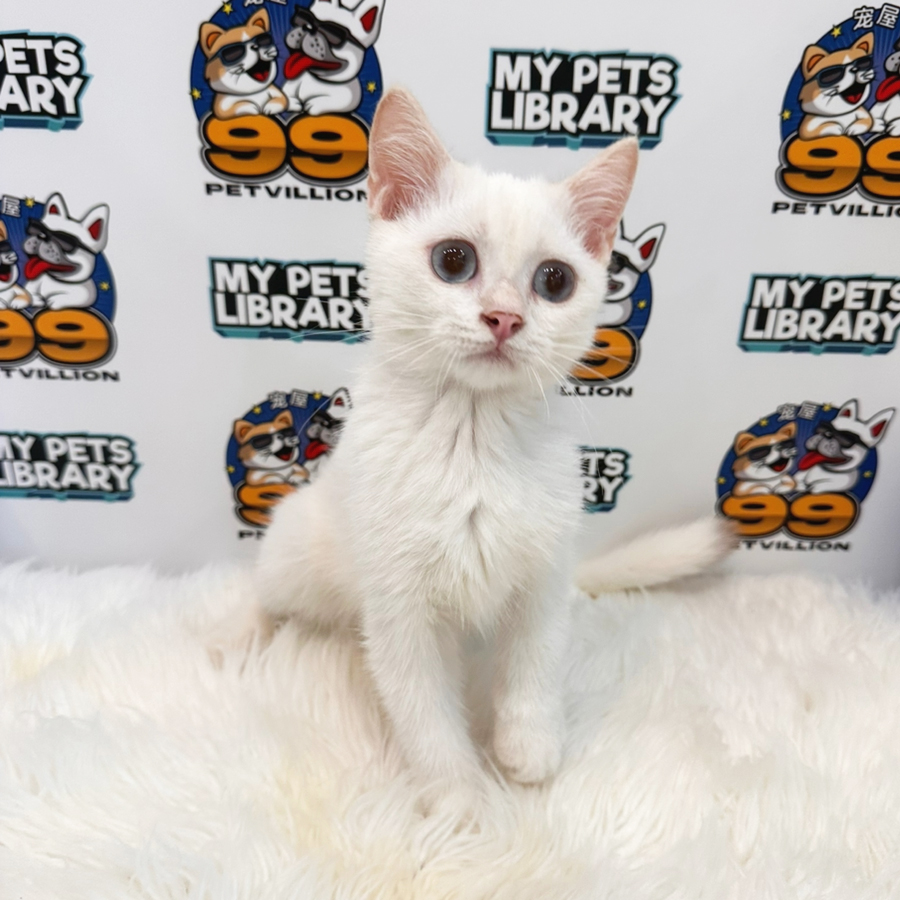 British Shorthair Kitten (Male) For Sale