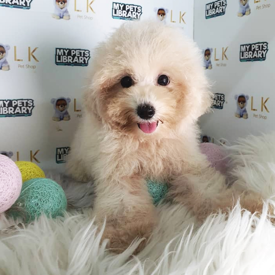 Toy Poodle Puppy (Female) For Sale