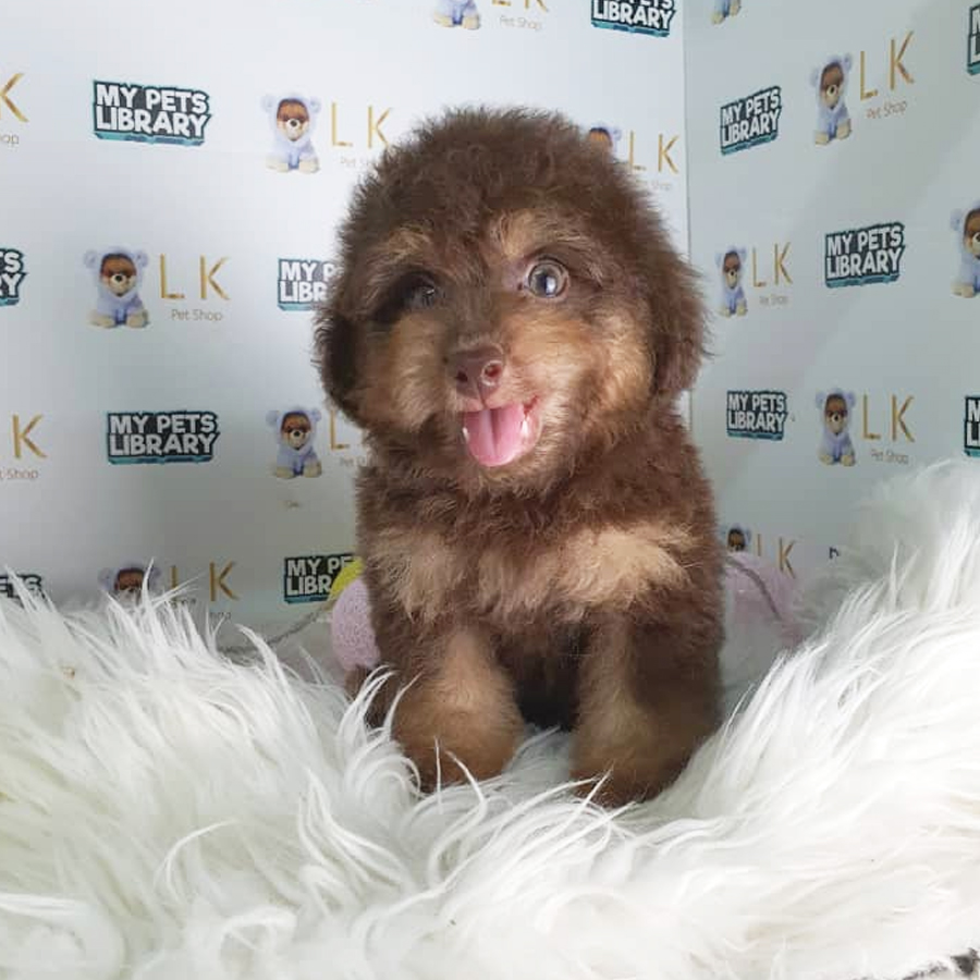 Toy Poodle Puppy (Male) For Sale