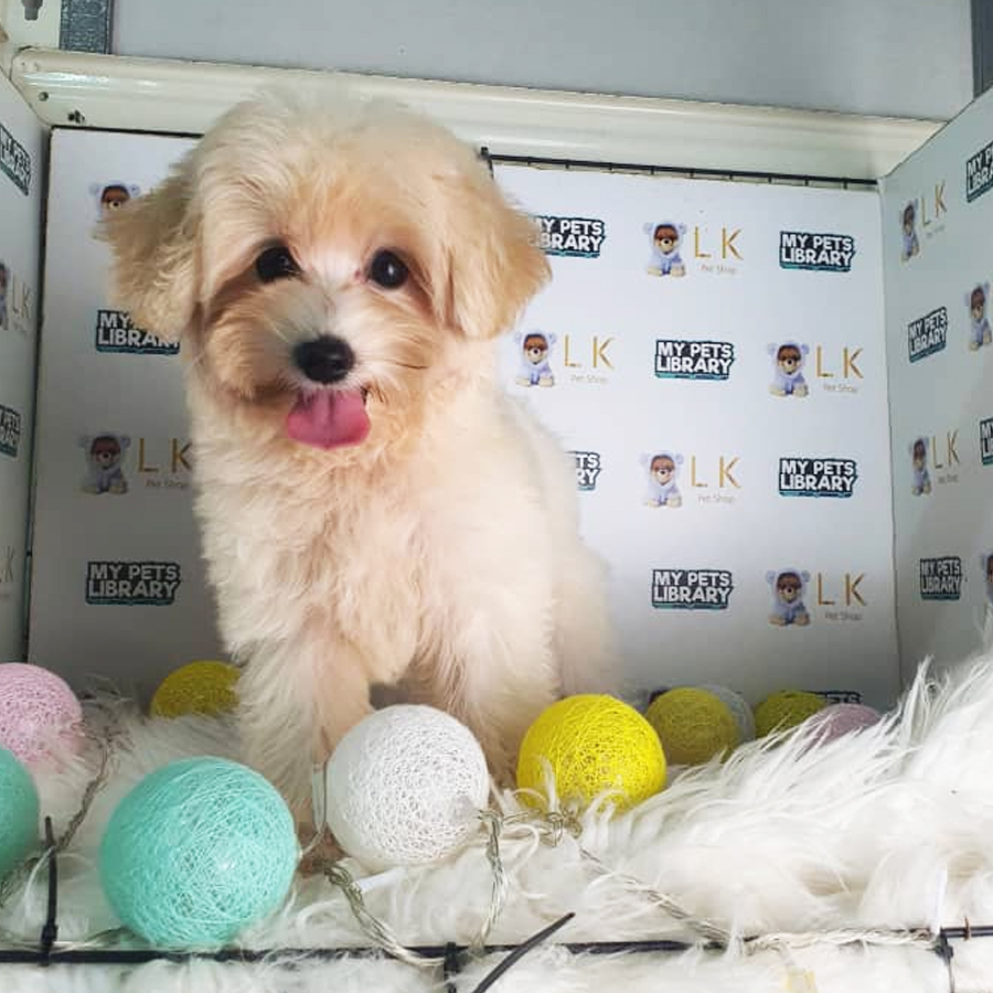 Maltipoo Puppy (Female) For Sale