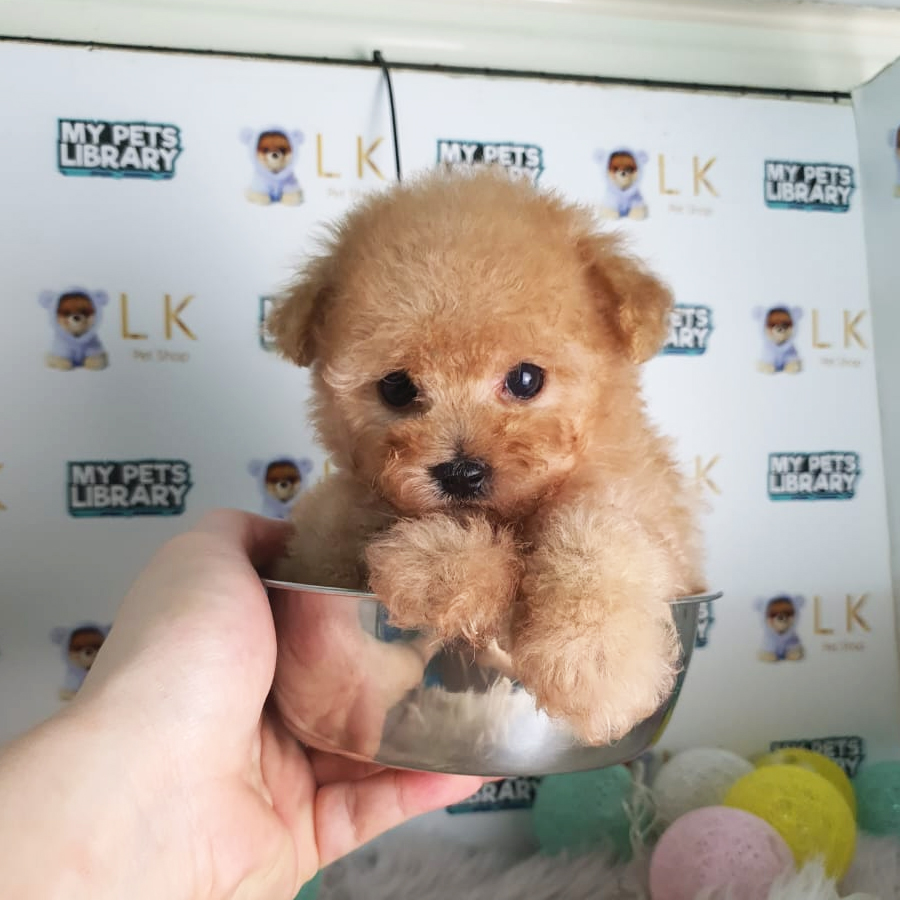 Tiny Poodle Puppy (Male) For Sale