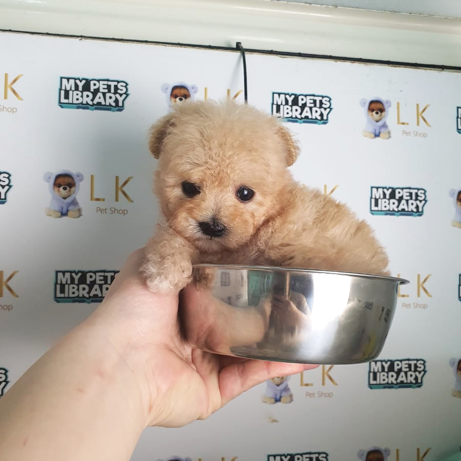 Tiny Poodle Puppy (Female) For Sale