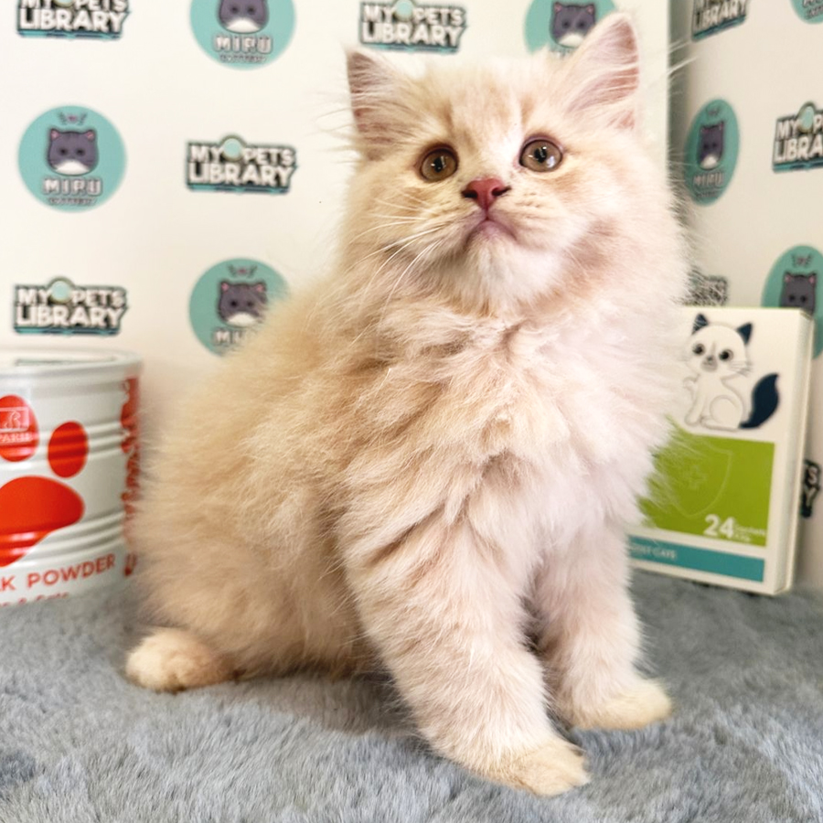 British Longhair Kitten (Male) For Sale