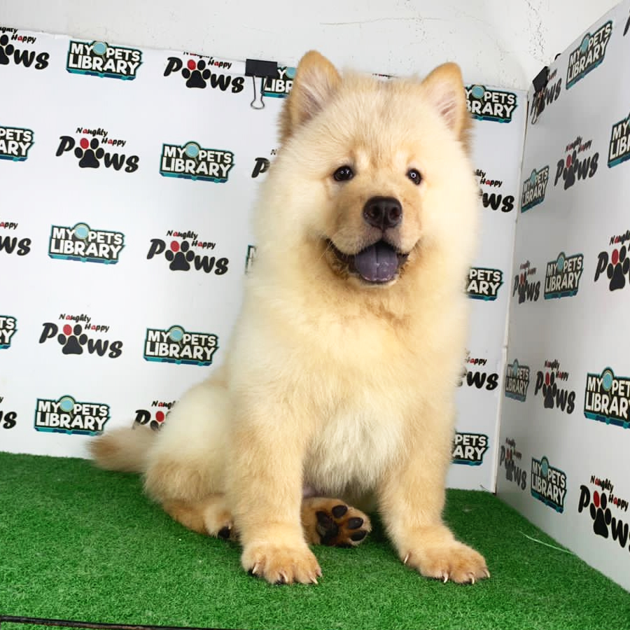 Chow Chow Puppy (Male) For Sale