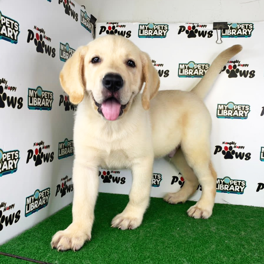 Labrador Retriever Puppy (Male) For Sale