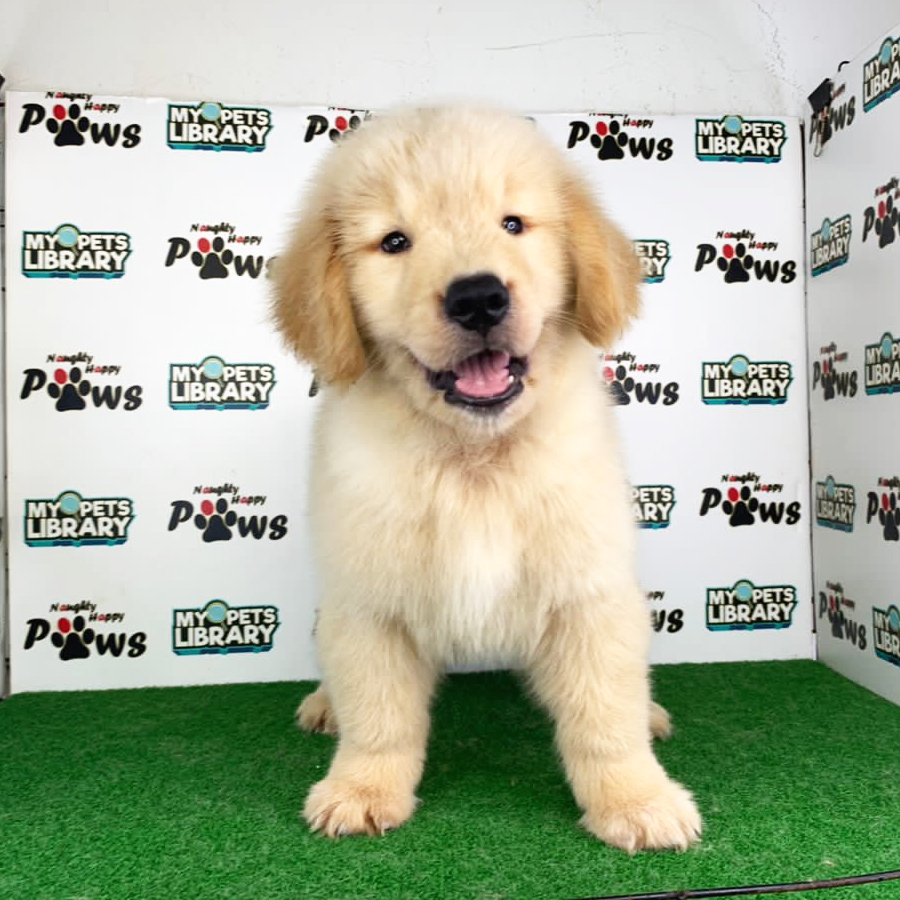 Golden Retriever Puppy (Male) For Sale