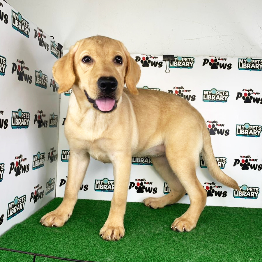Labrador Retriever Puppy (Female) For Sale