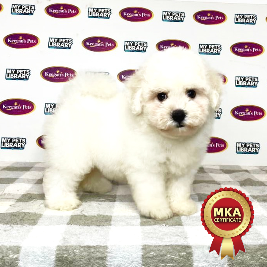 MKA Bichon Frise Puppy (Female) For Sale