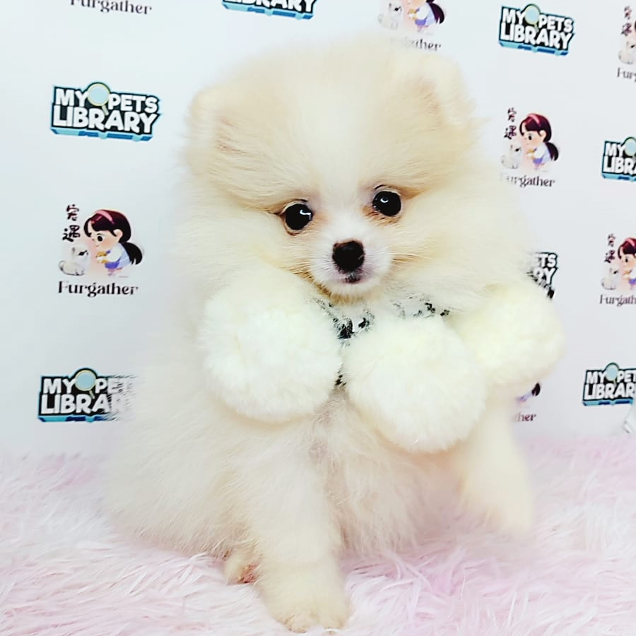 Pomeranian Puppy (Female) For Sale