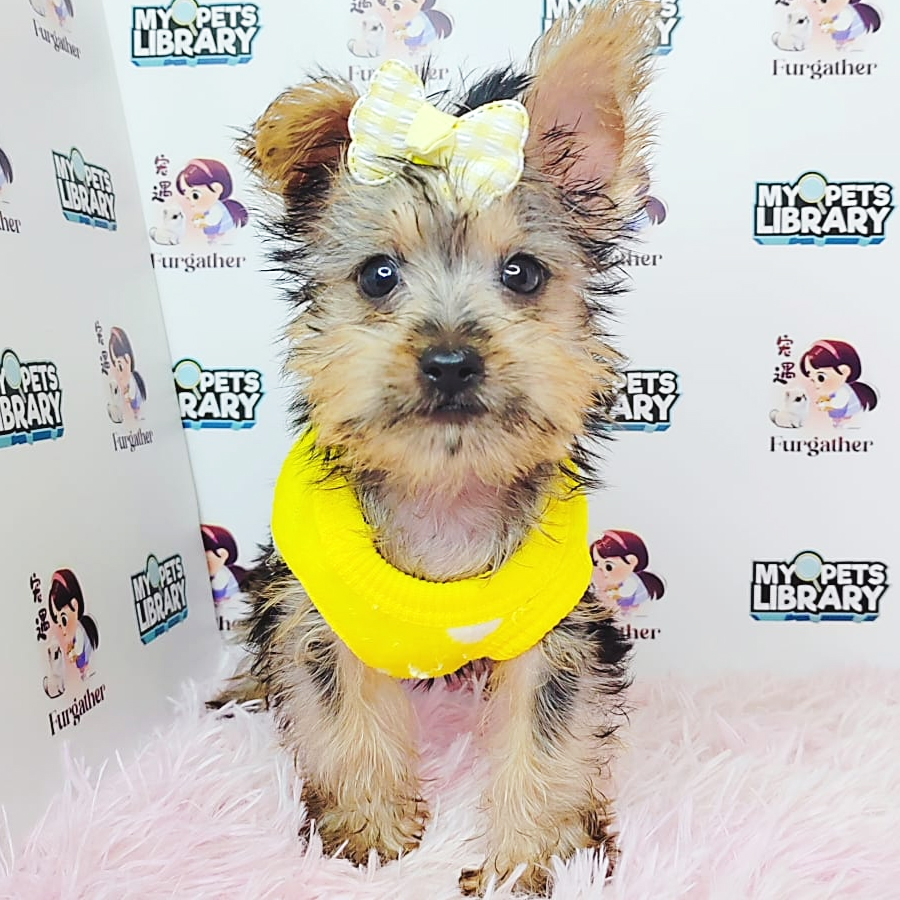 Yorkshire Terrier Puppy (Male) For Sale