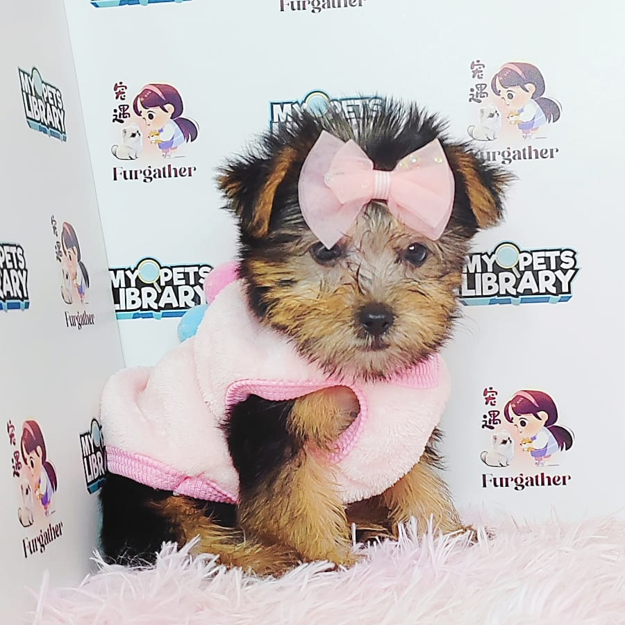Yorkshire Terrier Puppy (Male) For Sale