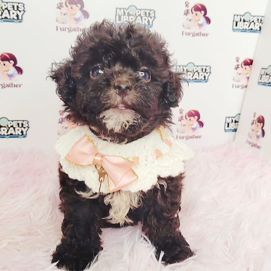 Toy Poodle Puppy (Male) For Sale