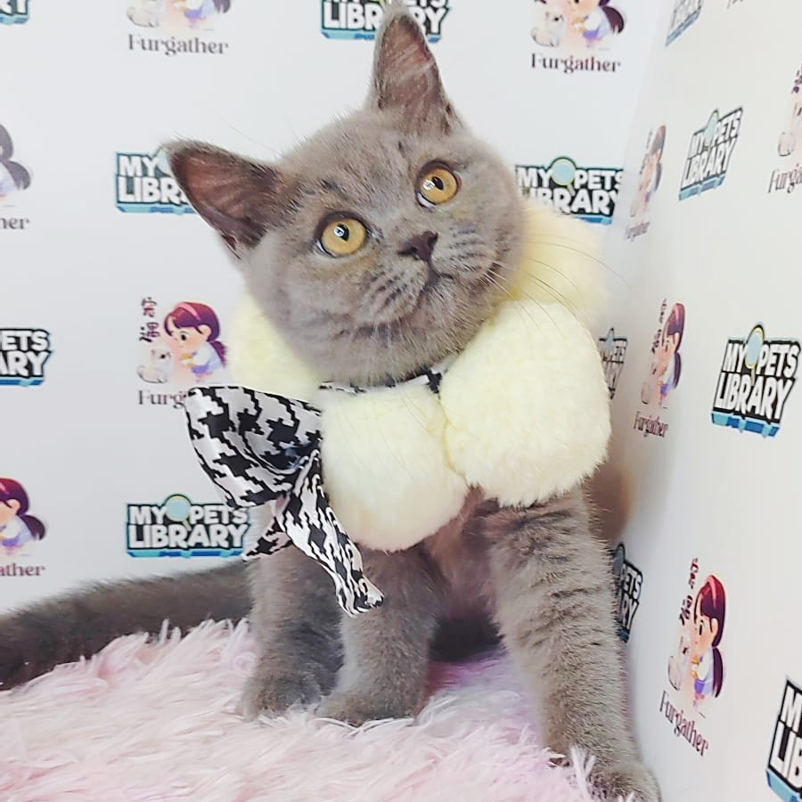 British Shorthair Kitten (Female) For Sale