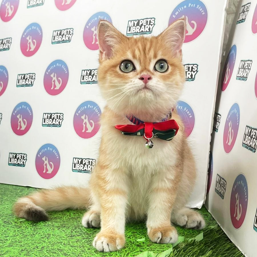 British Shorthair Kitten (Male) For Sale