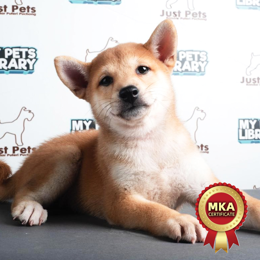 MKA Shiba Inu Puppy (Male) For Sale