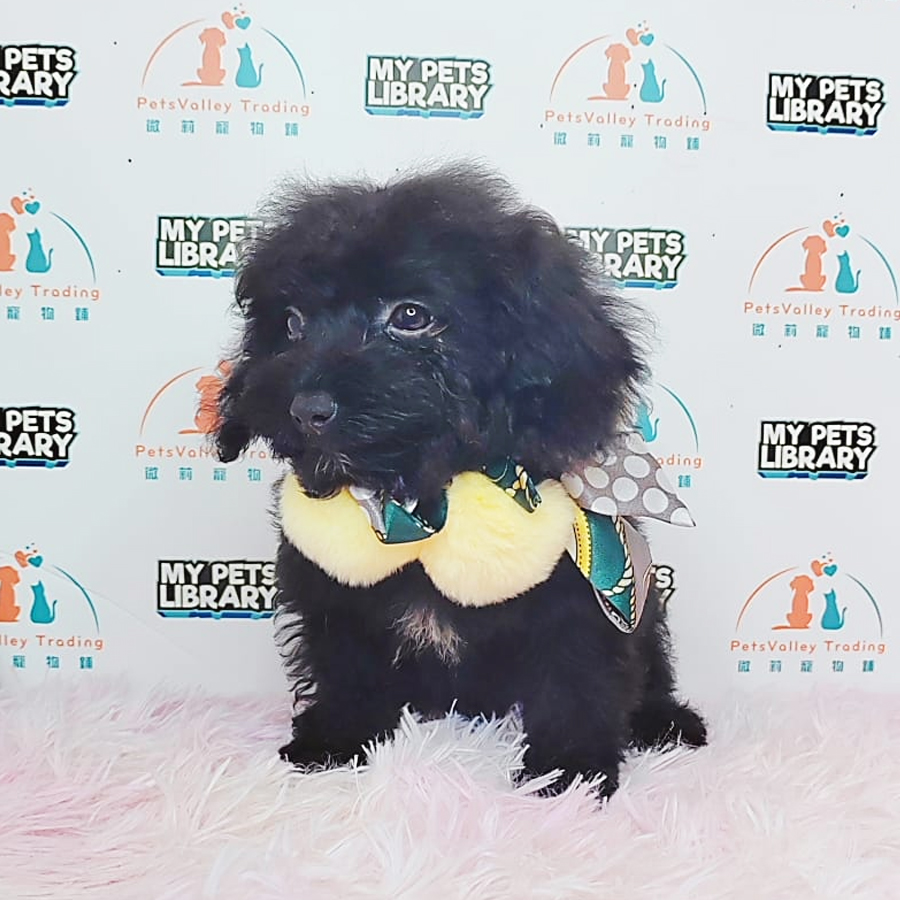 Toy Poodle Puppy (Male) For Sale