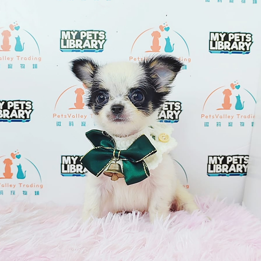 Teacup Chihuahua Puppy (Male) For Sale